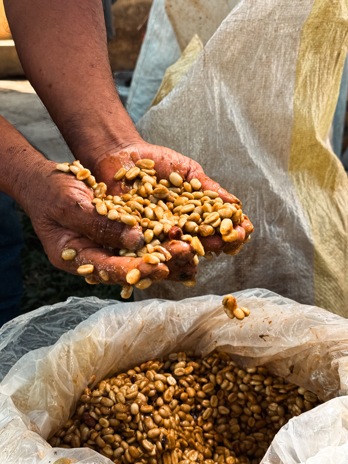 Peru Aromas del Valle Merly Leon Organic