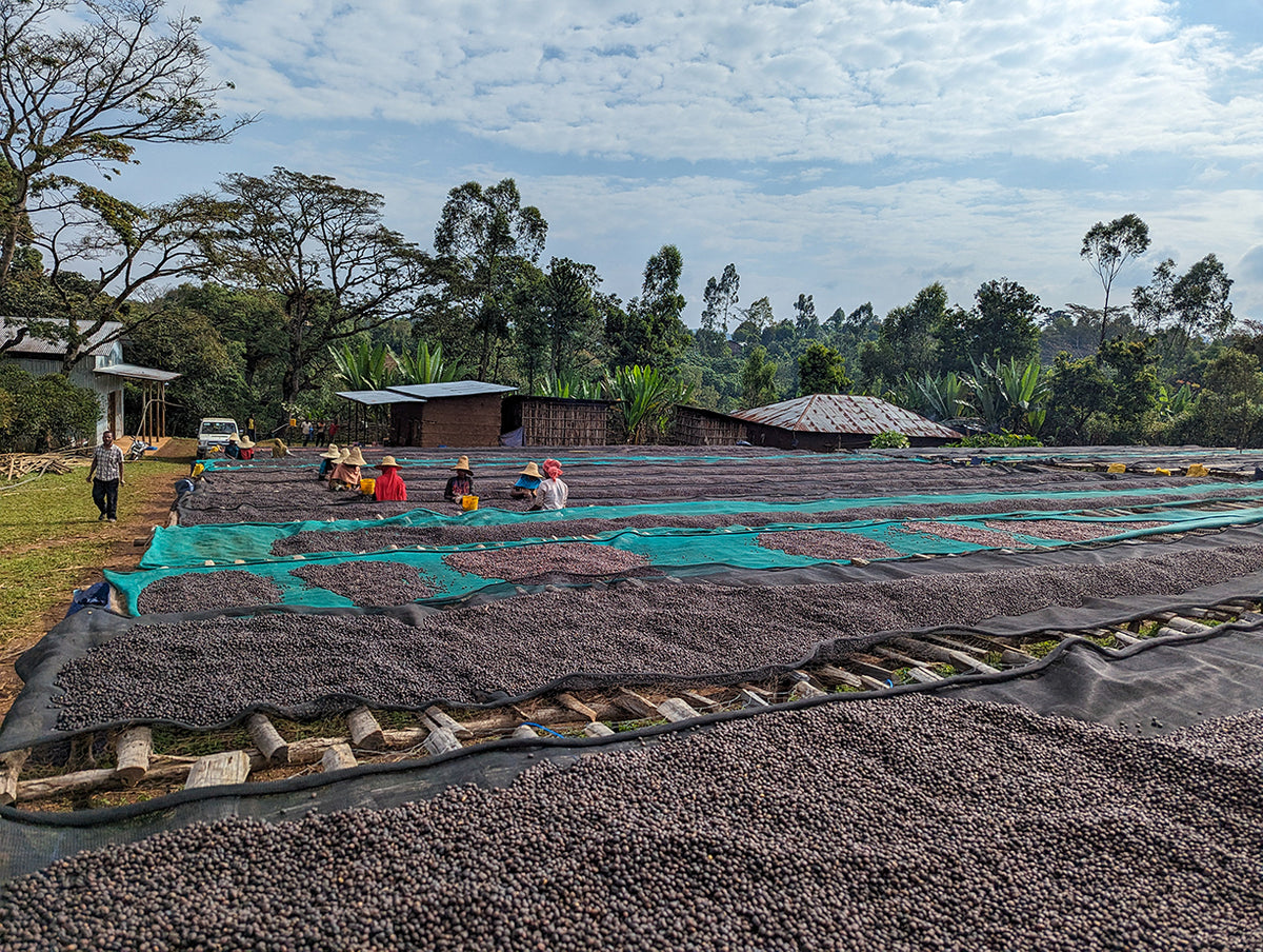 Ethiopia Reshad Ababulgu White Honey