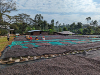 Ethiopia Reshad Ababulgu White Honey