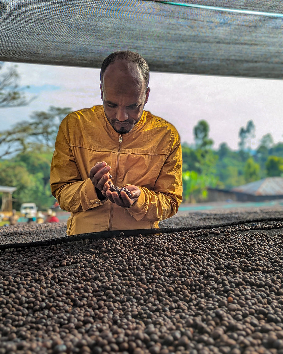 Ethiopia Reshad Ababulgu White Honey