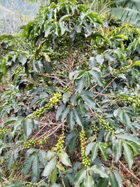 Colombia Los Rosales