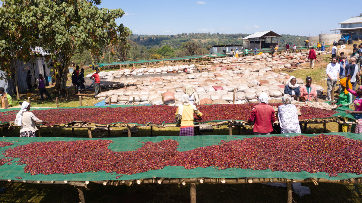 Ethiopia Guji Wush Wush Natural