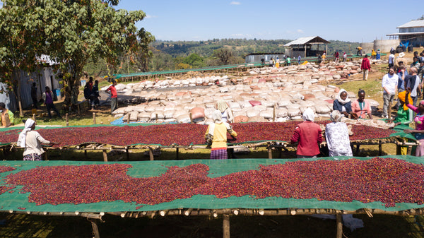Ethiopia Guji Wush Wush Natural