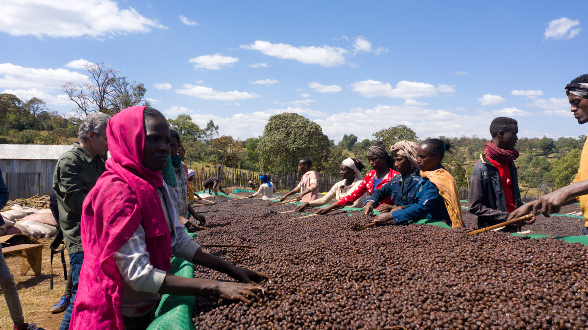 Ethiopia Guji Wush Wush Natural