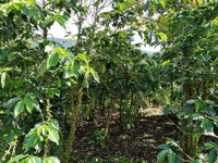 Colombia Las Palmas