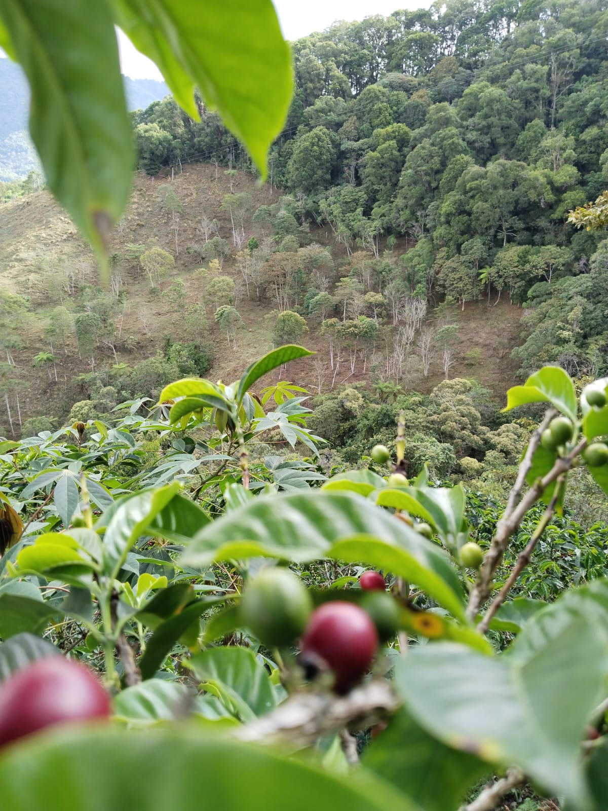 Colombia Las Palmas