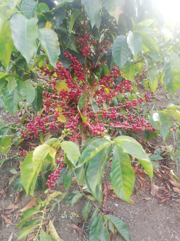 Colombia Los Rosales