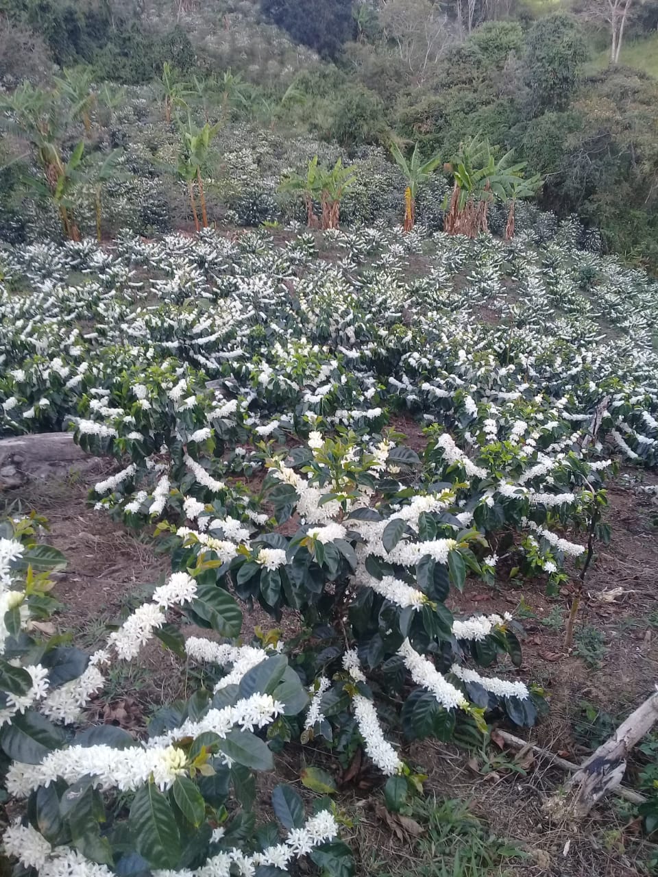 Colombia Los Rosales