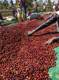 Ethiopia Guji Wush Wush Natural