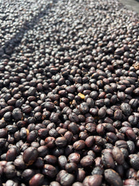 Kuri Mountain – Ethiopia Guji Washed
