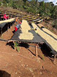 Kuri Mountain – Ethiopia Guji Washed
