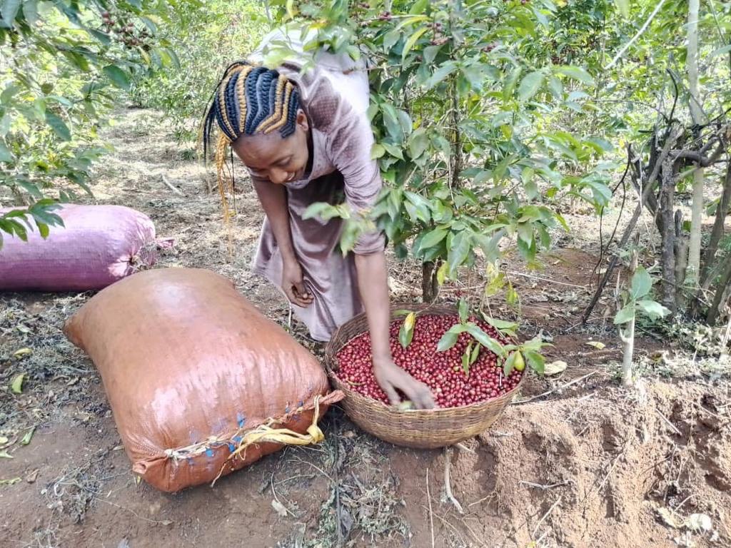 Kuri Mountain – Ethiopia Guji Washed