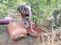 Kuri Mountain – Ethiopia Guji Washed