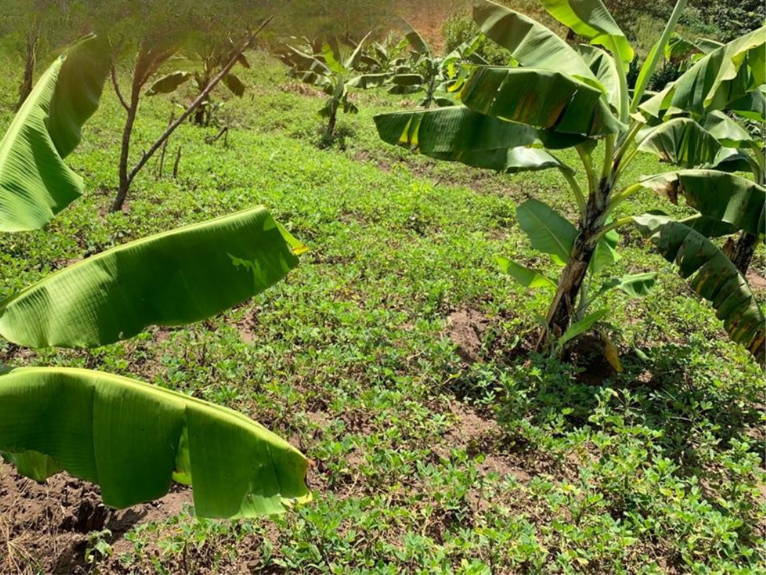 Burundi Isosa