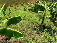 Burundi Isosa