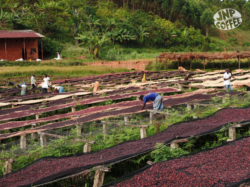 Burundi Ntwari II Natural