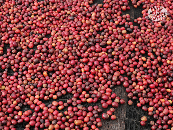 Burundi Ntwari II Natural