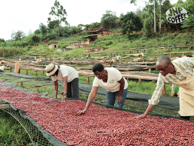Burundi Ntwari II Natural