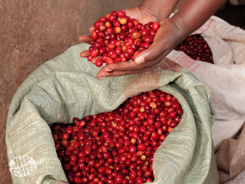 Burundi Ntwari II Natural