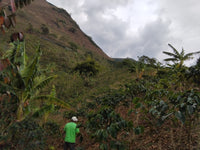 Colombia Los Rosales