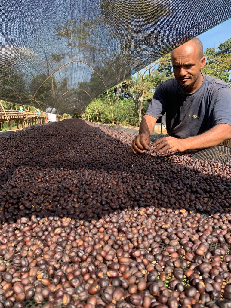 Ethiopia Reshad Ababulgu White Honey