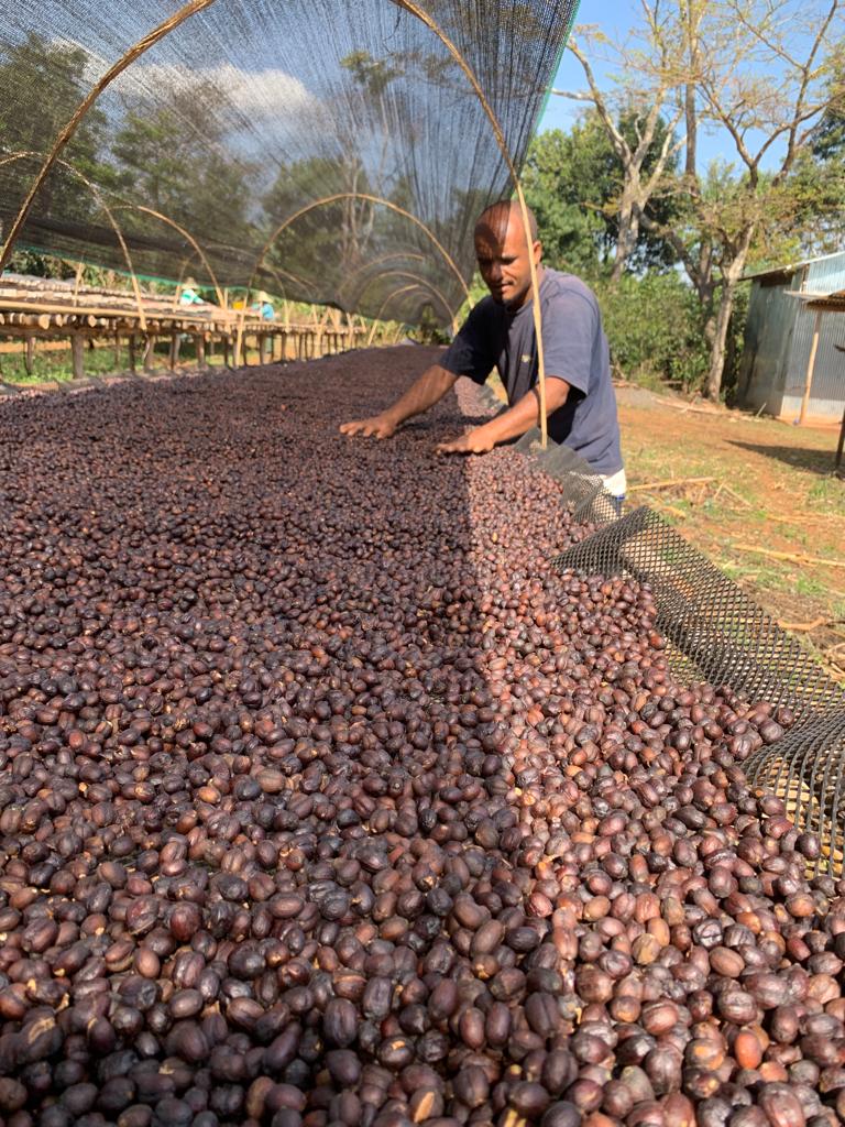 Ethiopia Reshad Ababulgu White Honey
