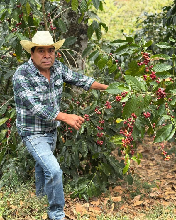 Mexico La Tribu Organic