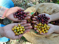 Mexico La Tribu Organic