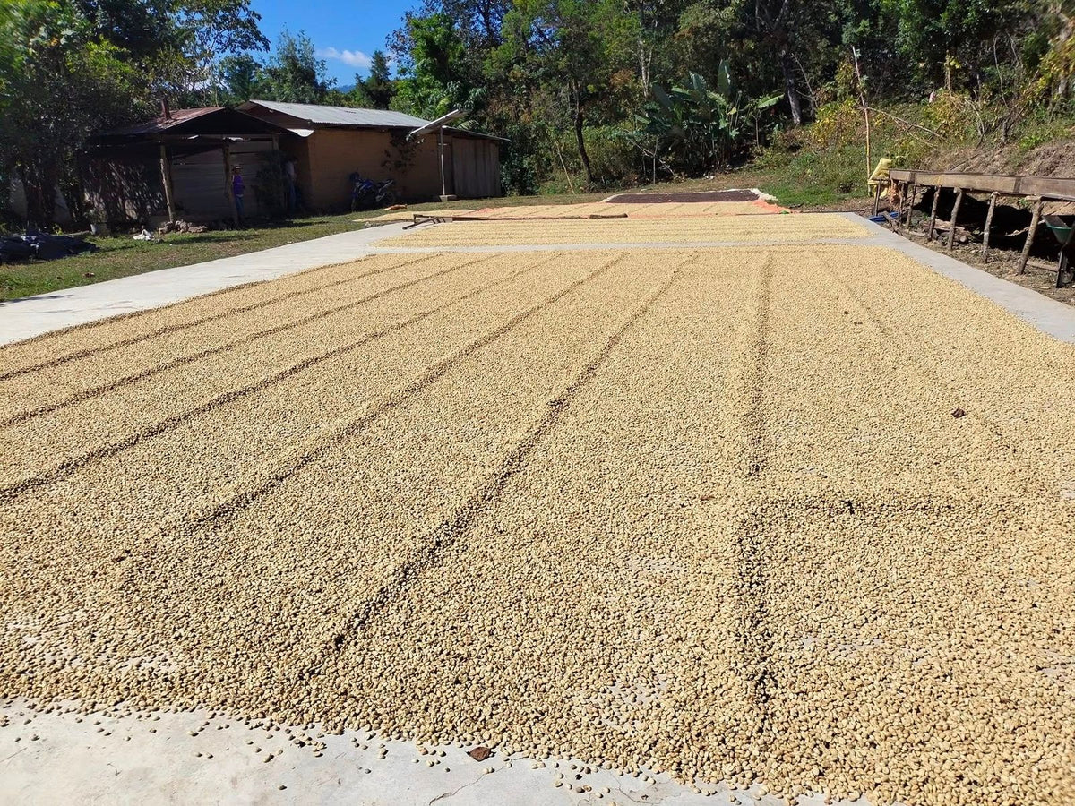 Mexico La Tribu Organic