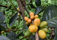 Mexico La Tribu Organic