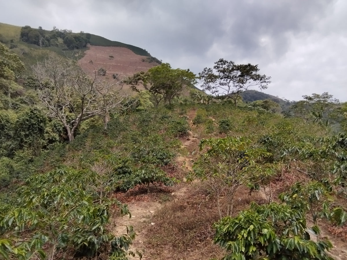 Colombia Los Rosales