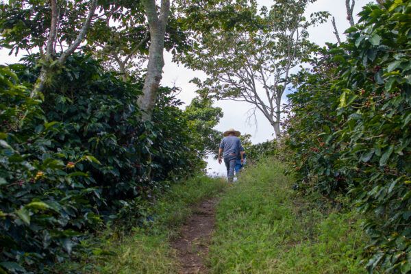 Honduras Organic La Esmeralda - Image 5