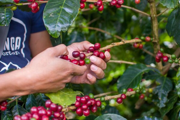 Honduras Organic La Esmeralda - Image 4