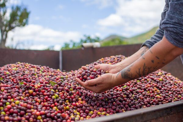 Honduras Organic La Esmeralda - Image 7