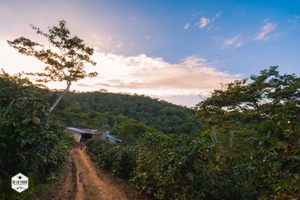 Honduras Organic Santa Lucia - Image 7