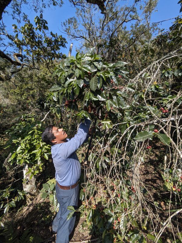 Mexico San Isidro Zoquiapam Organic - Image 7